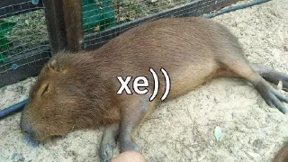 😋 emoji capybara love u💞 @caxapok_capy Telegram sticker 6 of 12