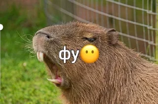🤢 emoji capybara love u💞 @caxapok_capy Telegram sticker 3 of 12