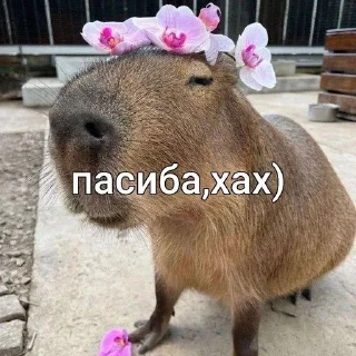 😉 emoji capybara love u💞 @caxapok_capy Telegram sticker 8 of 12