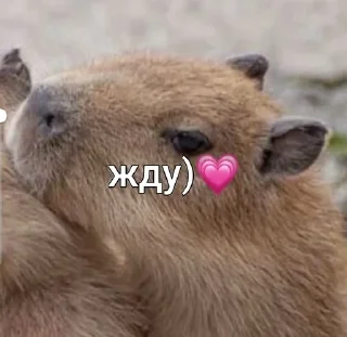 💗 emoji capybara love u💞 @caxapok_capy Telegram sticker 9 of 12