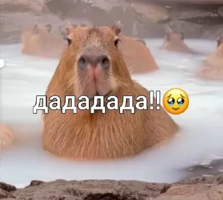 🥹 emoji capybara love u💞 @caxapok_capy Telegram sticker 10 of 12