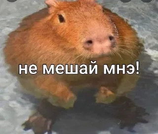 😡 emoji capybara love u💞 @caxapok_capy Telegram sticker 7 of 12
