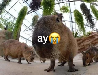 😭 emoji capybara love u💞 @caxapok_capy Telegram sticker 5 of 12