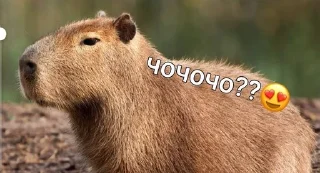 😨 emoji capybara love u💞 @caxapok_capy Telegram sticker 12 of 12