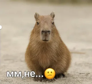 🚫 emoji capybara love u💞 @caxapok_capy Telegram sticker 11 of 12