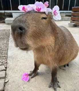 Sticker from capybara||@wxwiwjx