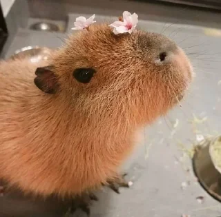 Sticker from capybara||@wxwiwjx