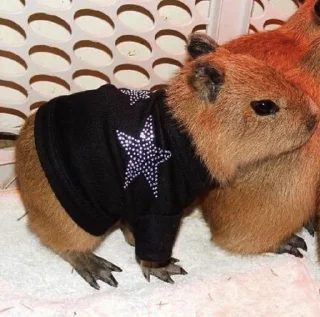 Sticker from capybara||@wxwiwjx