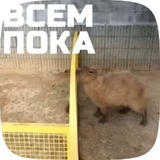 Sticker from Набор стикеров @anoobys1337