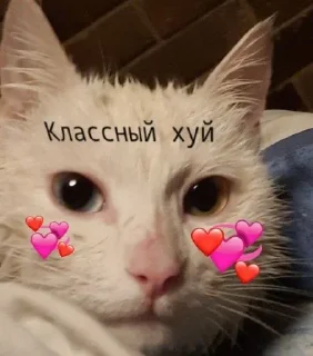 Sticker from Keks seks