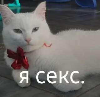 Sticker from Keks seks