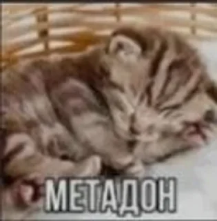Шизофрения by @EmptinessN sticker 2