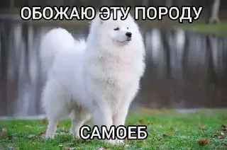 Sticker from Избранное от MaLiNa_dev