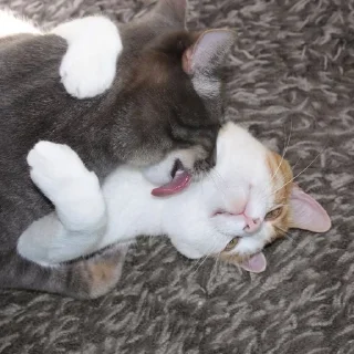 Sticker from ˠ˙* when we kiss !! (cat ver.)