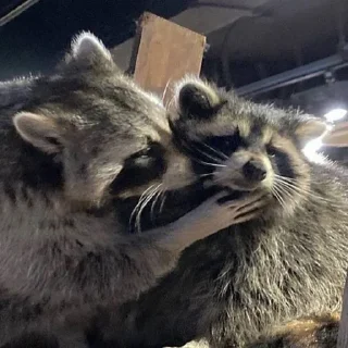 Sticker from raccoons 🦝 by @immlssml