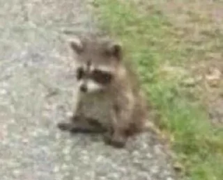 Sticker from rAcCoOnS