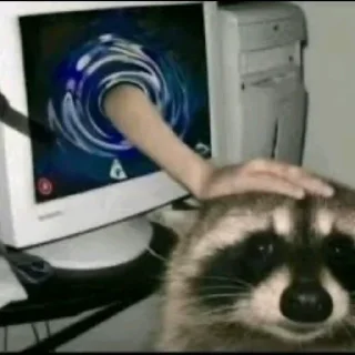 Sticker from raccoons
