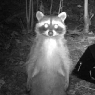 Sticker from rAcCoOnS