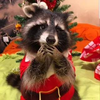 Sticker from raccoons