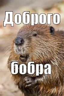 Sticker from СЮДА - @rozygryshi_ot_bobra