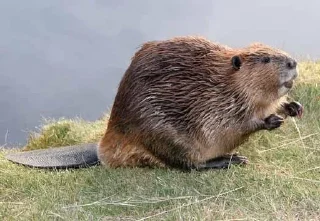 🦫 emoji Бобр, огромный бобр Telegram sticker 11 of 15