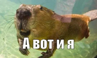 Sticker from СЮДА - @rozygryshi_ot_bobra