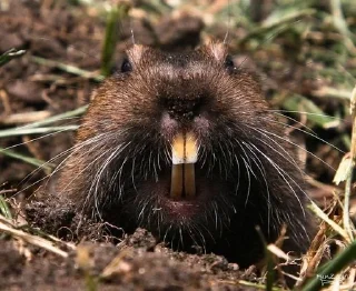 🦫 emoji Бобр, огромный бобр Telegram sticker 10 of 15