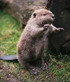 🦫 emoji Бобр, огромный бобр Telegram sticker 13 of 15