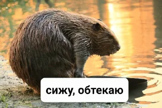 Sticker from Бобр live matter