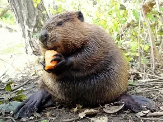 🦫 emoji Бобр, огромный бобр Telegram sticker 3 of 15