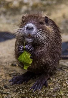 🦫 emoji Бобр, огромный бобр Telegram sticker 7 of 15