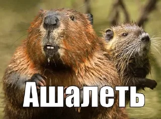 Sticker from СЮДА - @rozygryshi_ot_bobra