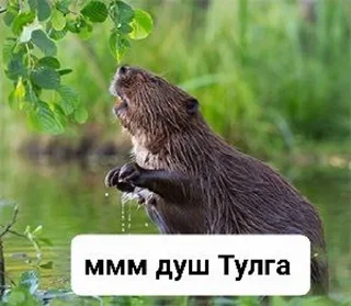Sticker from Бобр live matter