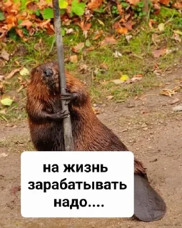 Sticker from Бобр live matter