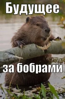 Sticker from СЮДА - @rozygryshi_ot_bobra