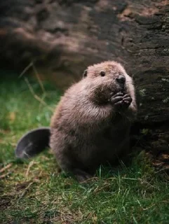 🦫 emoji Бобр, огромный бобр Telegram sticker 2 of 15