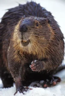 🦫 emoji Бобр, огромный бобр Telegram sticker 14 of 15