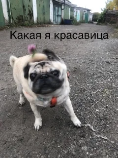 🌟 emoji Монаха и Чарулька Telegram sticker 4 of 18