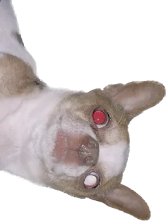 Sticker from чебок