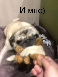 🌟 emoji Монаха и Чарулька Telegram sticker 5 of 18