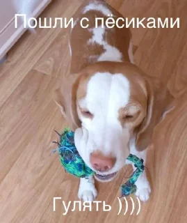 🌟 emoji Монаха и Чарулька Telegram sticker 11 of 18