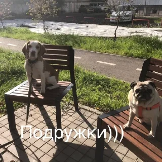 🌟 emoji Монаха и Чарулька Telegram sticker 6 of 18