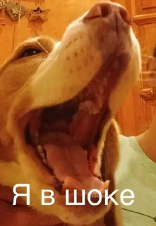 🌟 emoji Монаха и Чарулька Telegram sticker 3 of 18