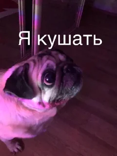 🌟 emoji Монаха и Чарулька Telegram sticker 1 of 18