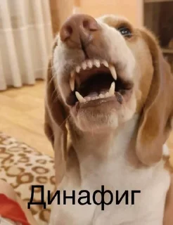 🌟 emoji Монаха и Чарулька Telegram sticker 15 of 18