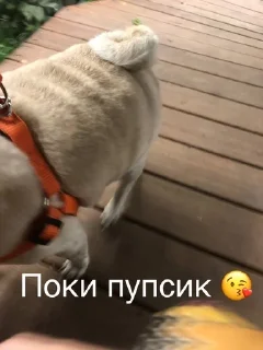 🌟 emoji Монаха и Чарулька Telegram sticker 7 of 18