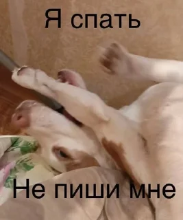 🌟 emoji Монаха и Чарулька Telegram sticker 9 of 18