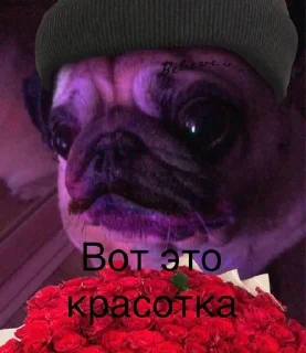 🌟 emoji Монаха и Чарулька Telegram sticker 2 of 18