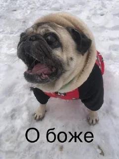 🌟 emoji Монаха и Чарулька Telegram sticker 17 of 18