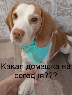 🌟 emoji Монаха и Чарулька Telegram sticker 13 of 18